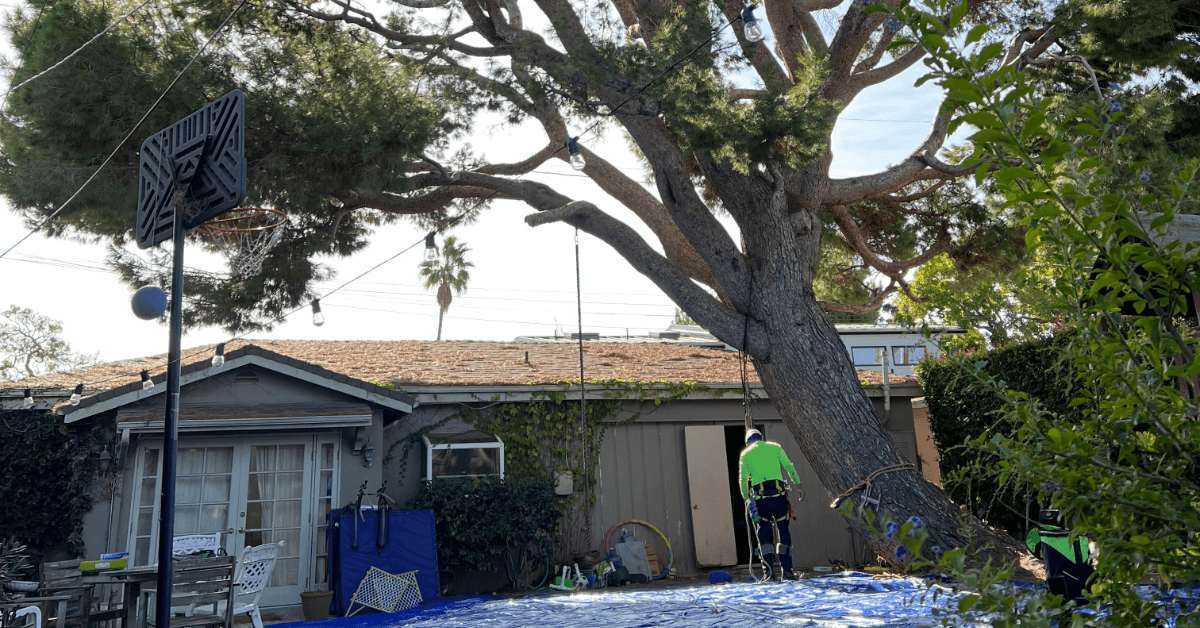 Affordable Tree Service