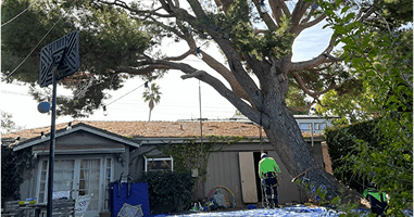 tree services