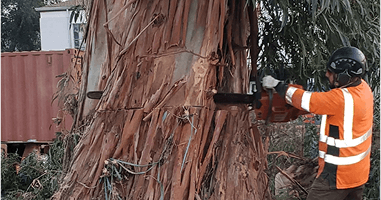 tree removal