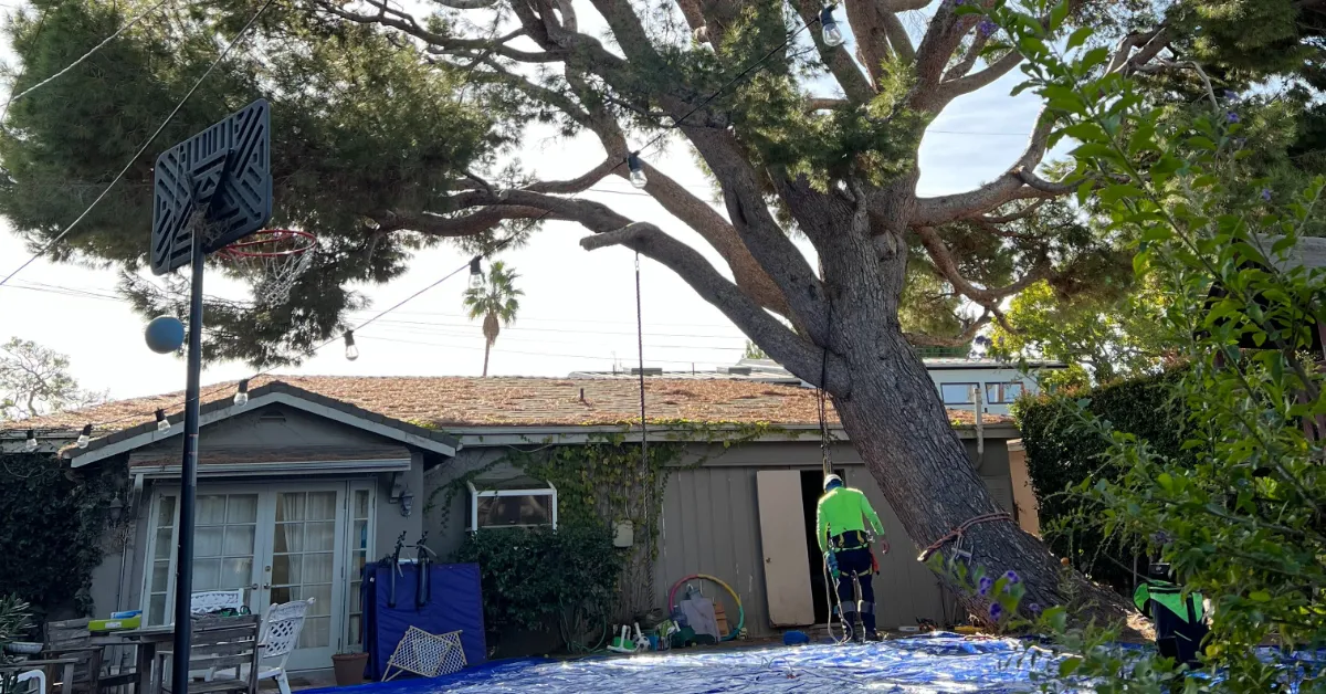 Affordable Tree Service