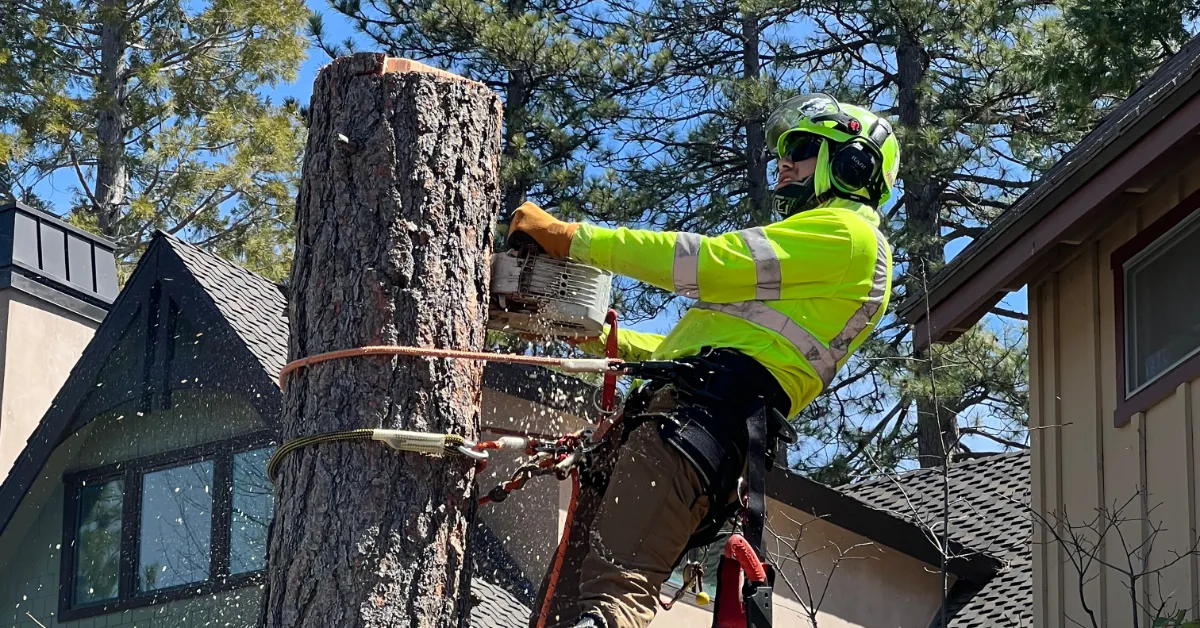 Tree Service Near Me