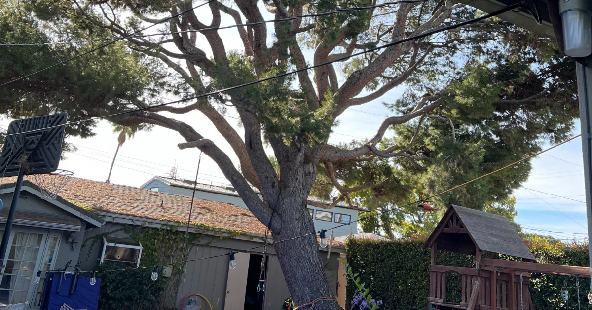 Tree Trimming & Pruning